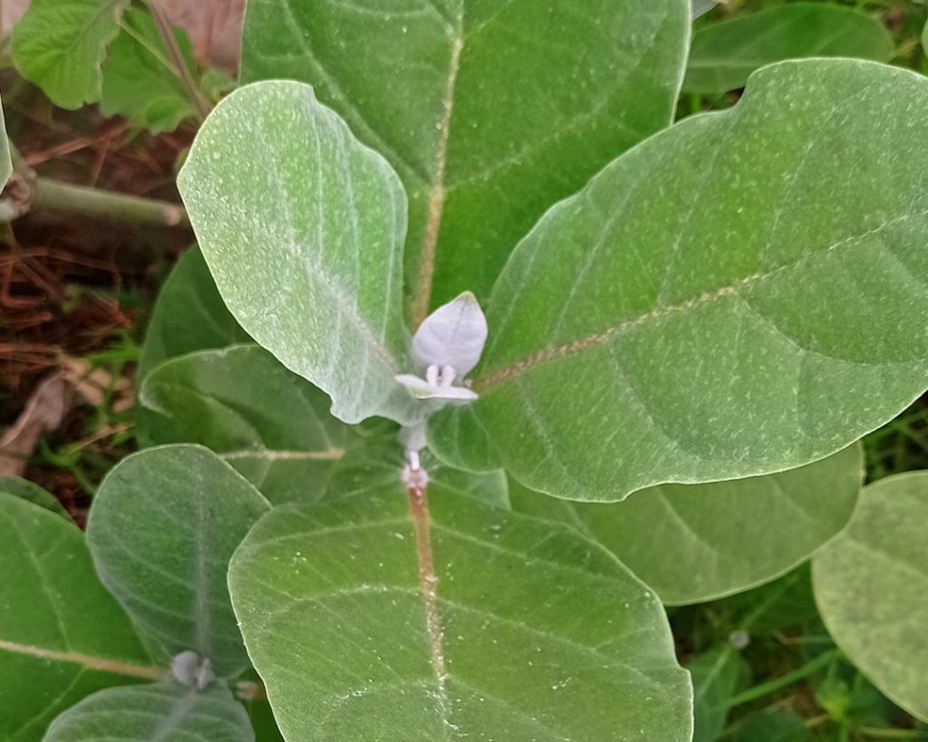 اشوگندھا (Withania somnifera) کا پودا — یونانی طب کی اہم جڑی بوٹی